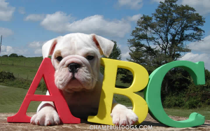 Bulldogs